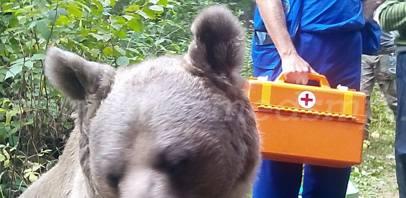 Дежурство скорой на подстраховке съёмки кинотрюка: нам не страшен бурый зверь!